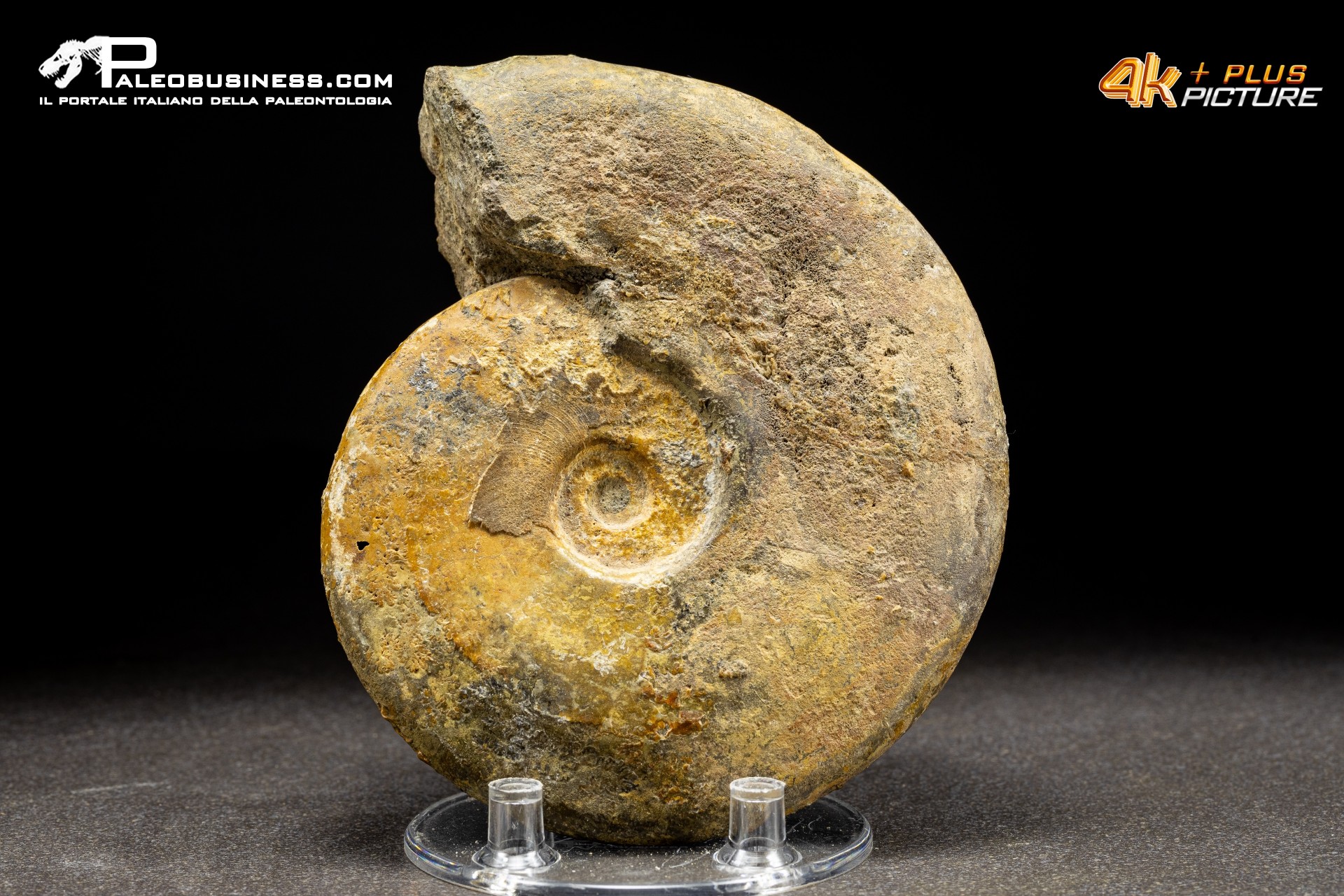 Ammonite Leioceras sp.