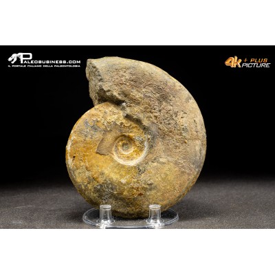 Ammonite Leioceras sp.