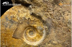 Ammonite Lyitoceras sp.