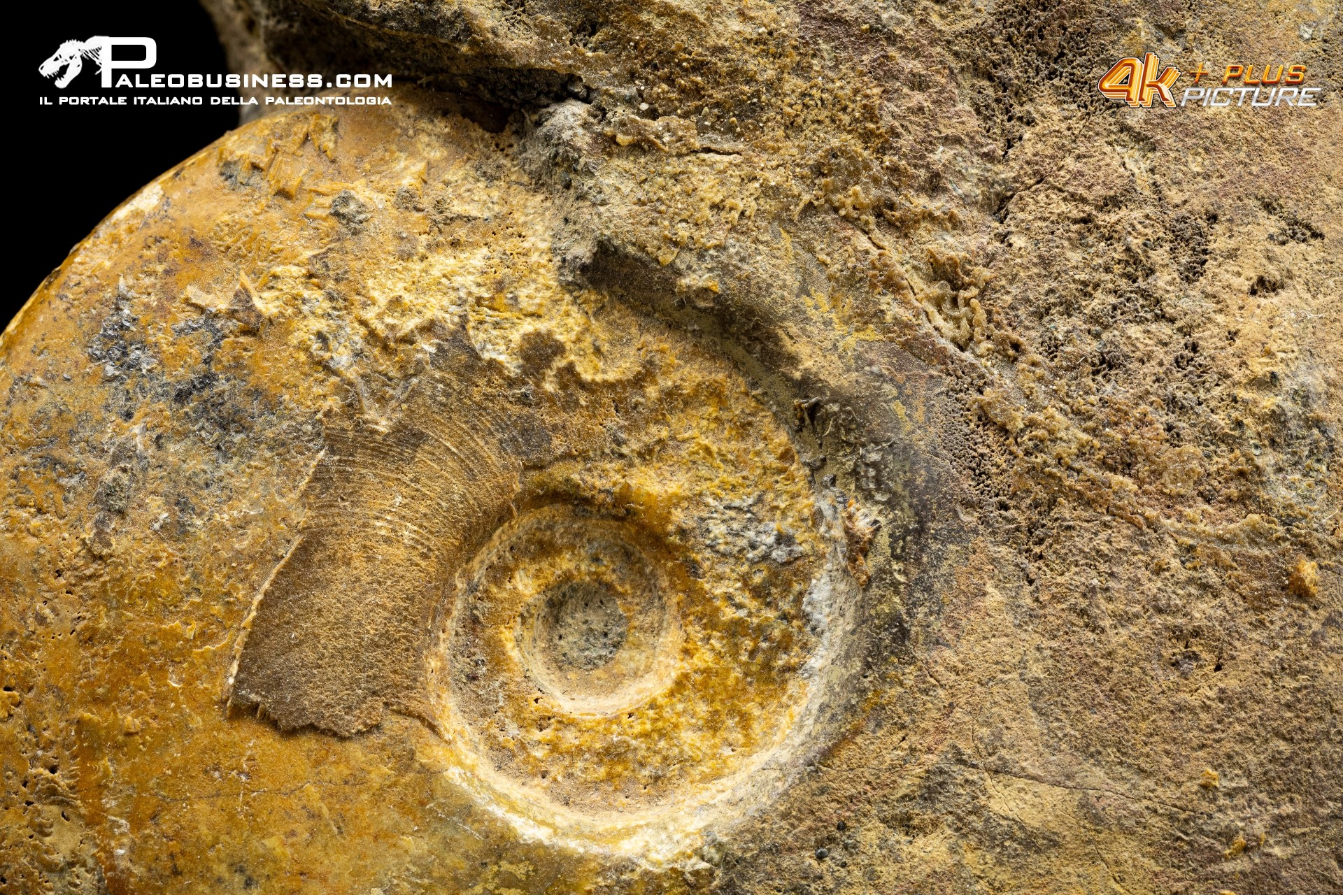 Ammonite Leioceras sp.