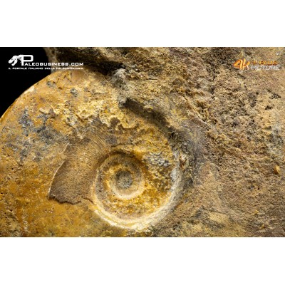 Ammonite Lyitoceras sp.