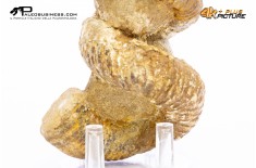 Ammonite Bostrychoceras sp.