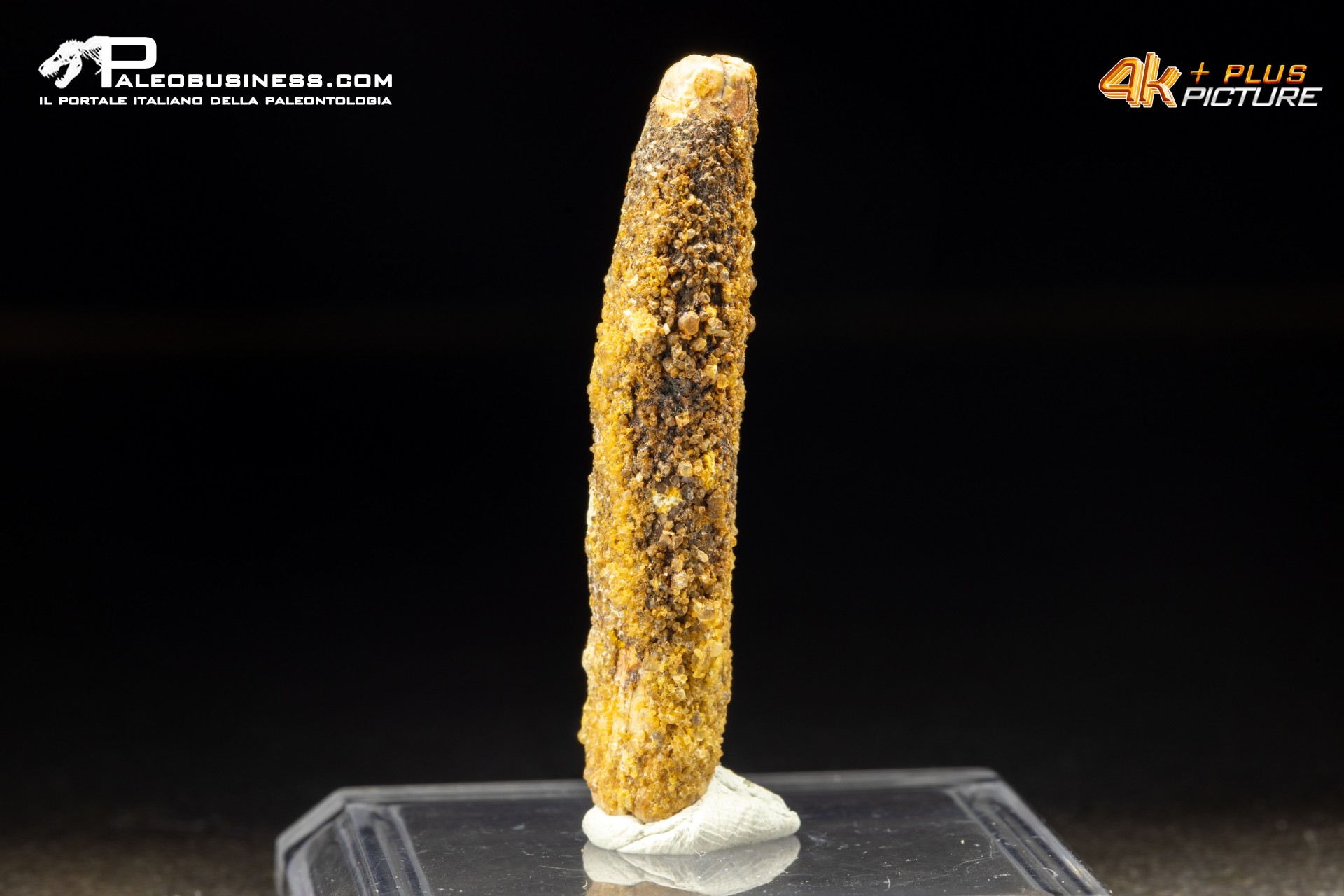 Dente di Rebacchiasaurus gurasbae