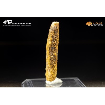Dente di Rebacchiasaurus gurasbae