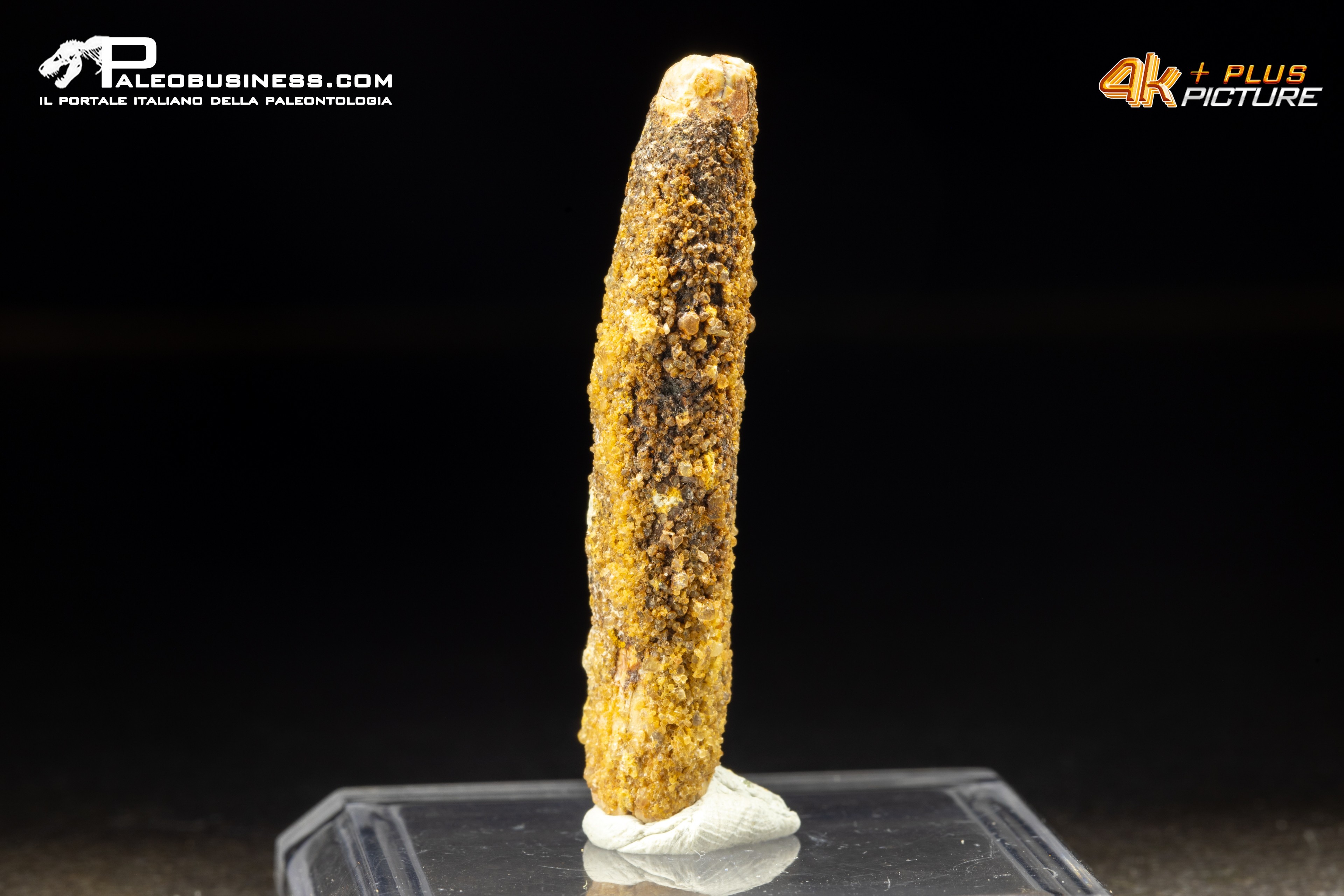 Dente di Rebacchiasaurus gurasbae