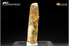 Dente di Rebbachisaurus garasbae
