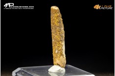 Dente di Rebbachisaurus garasbae