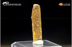 Dente di Rebbachisaurus garasbae