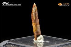 Dente di Rebbachisaurus garasbae