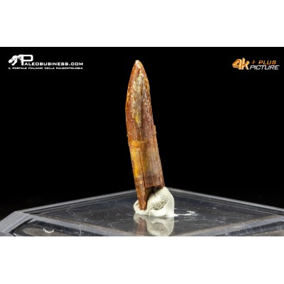 Dente di Rebbachisaurus garasbae
