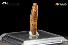 Dente di Rebacchiasaurus gurasbae