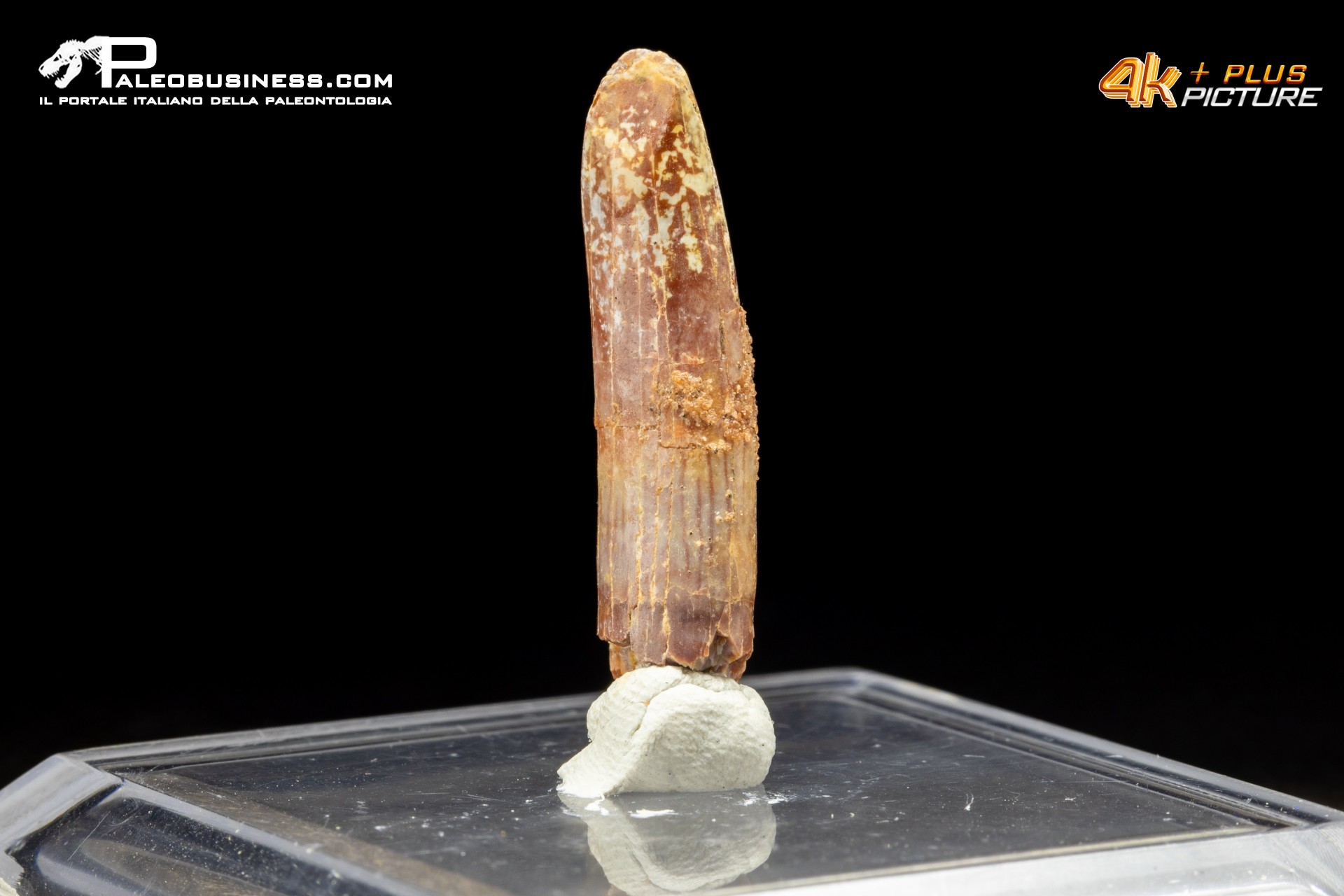 Dente di Rebacchiasaurus gurasbae