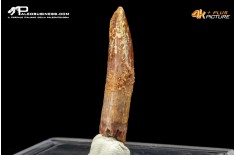 Dente di Rebbachisaurus garasbae
