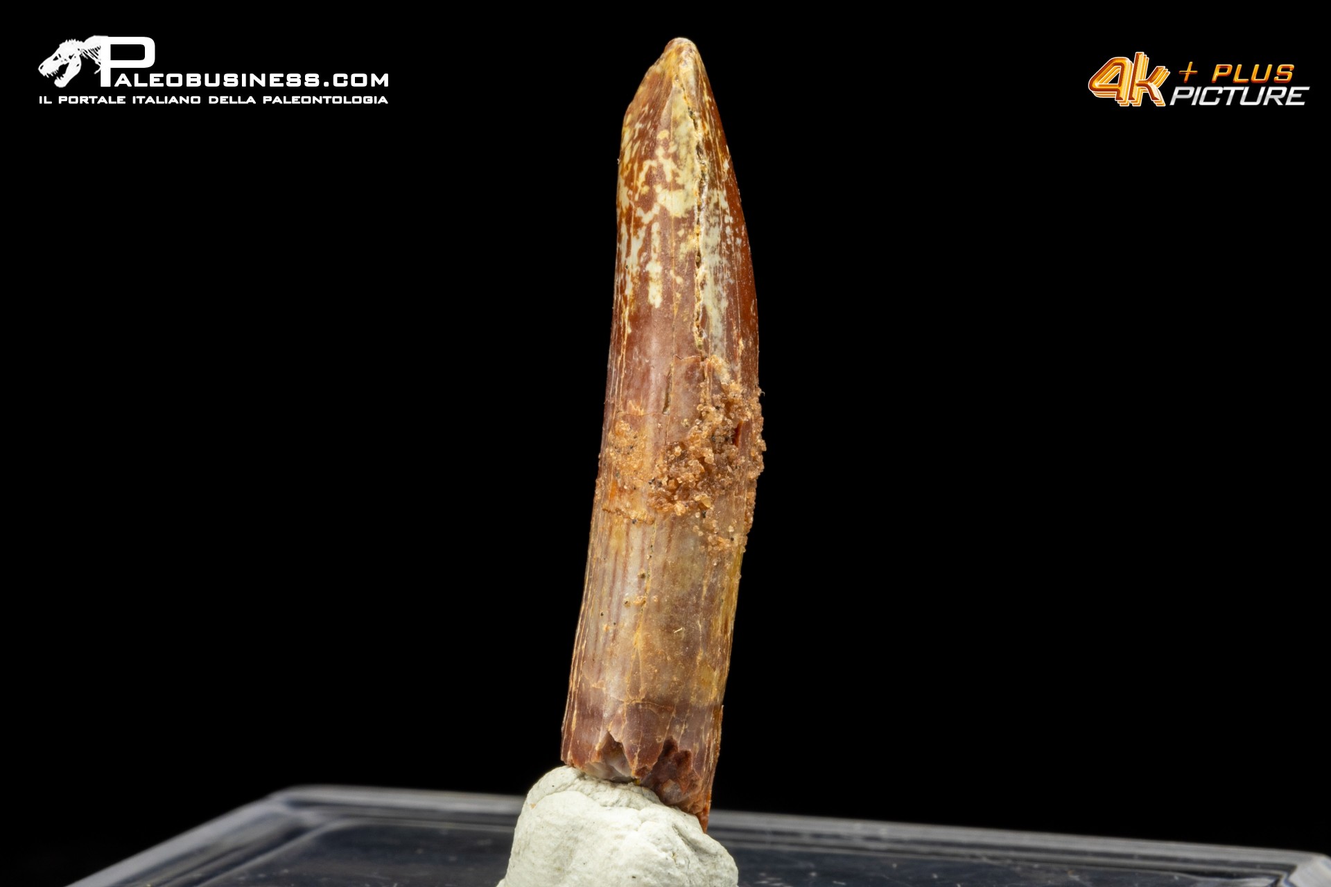 Dente di Rebacchiasaurus gurasbae