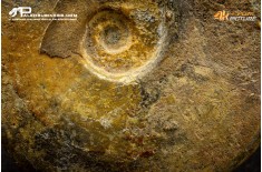 Ammonite Lyitoceras sp.