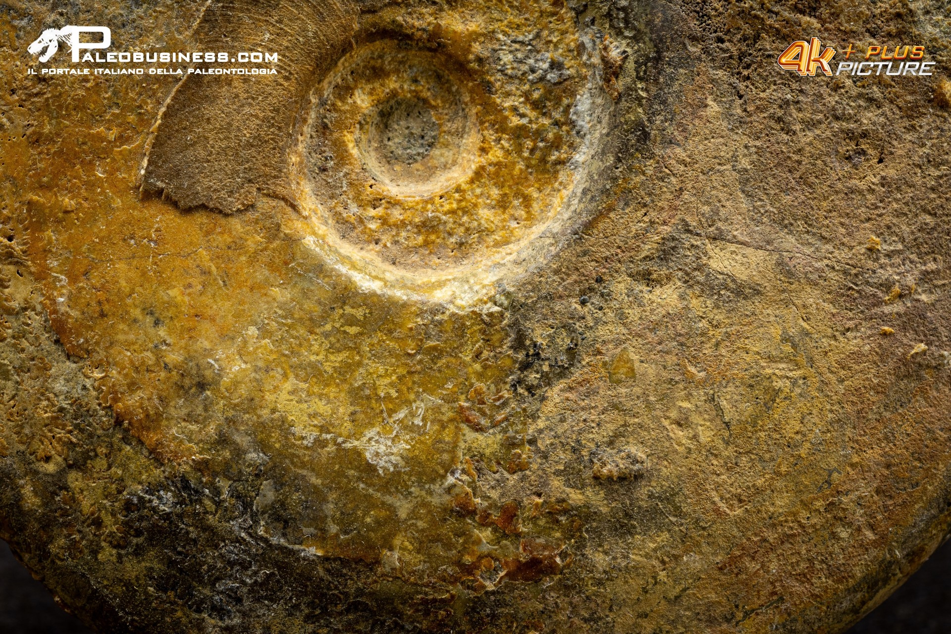 Ammonite Leioceras sp.