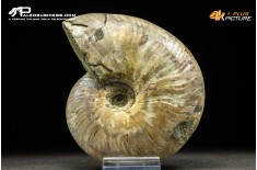 Ammonite Cleoniceras besaiei