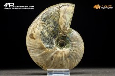 Ammonite Cleoniceras besaiei