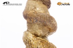 Ammonite Bostrychoceras sp.