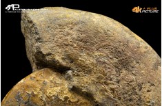 Ammonite Lyitoceras sp.