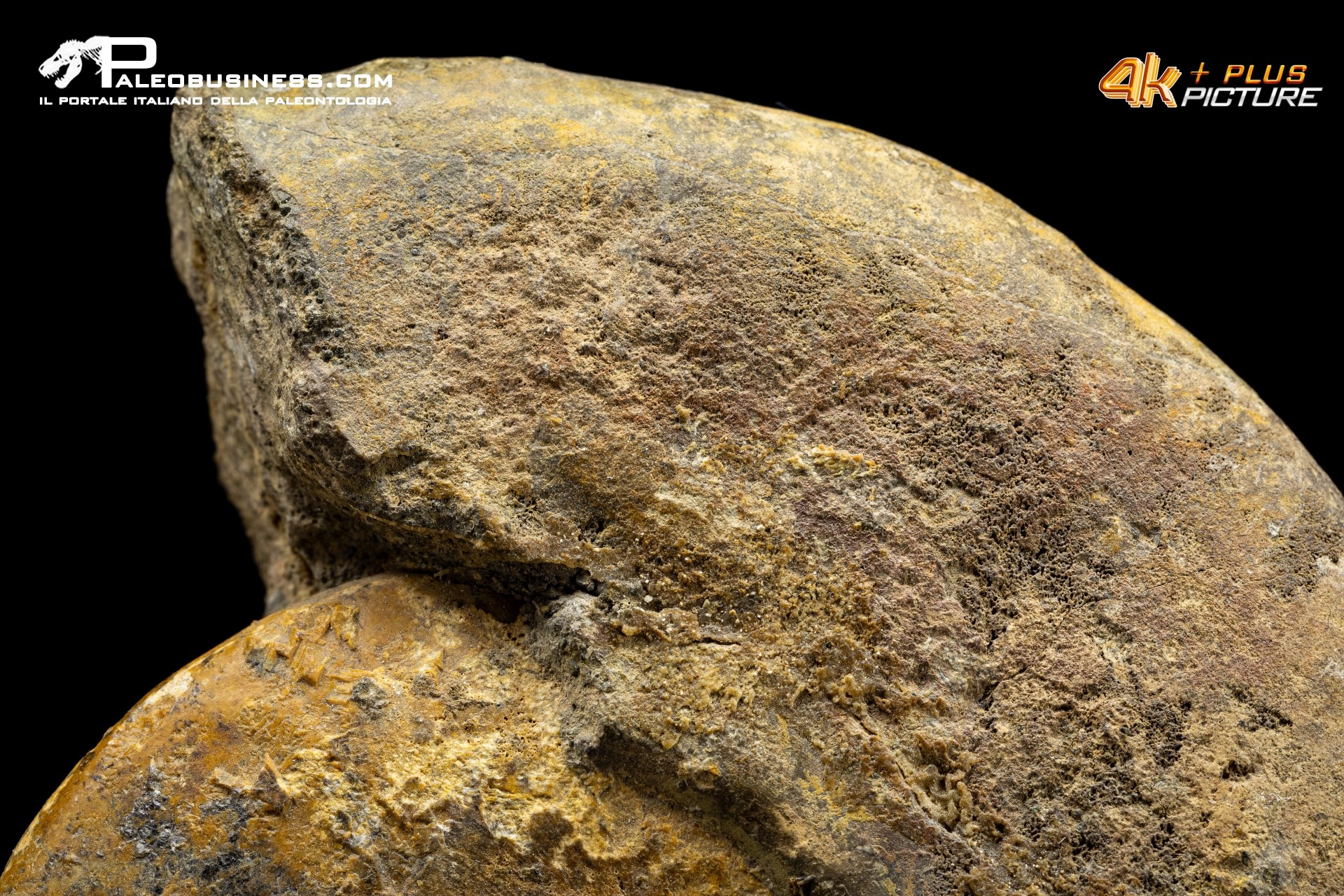 Ammonite Leioceras sp.