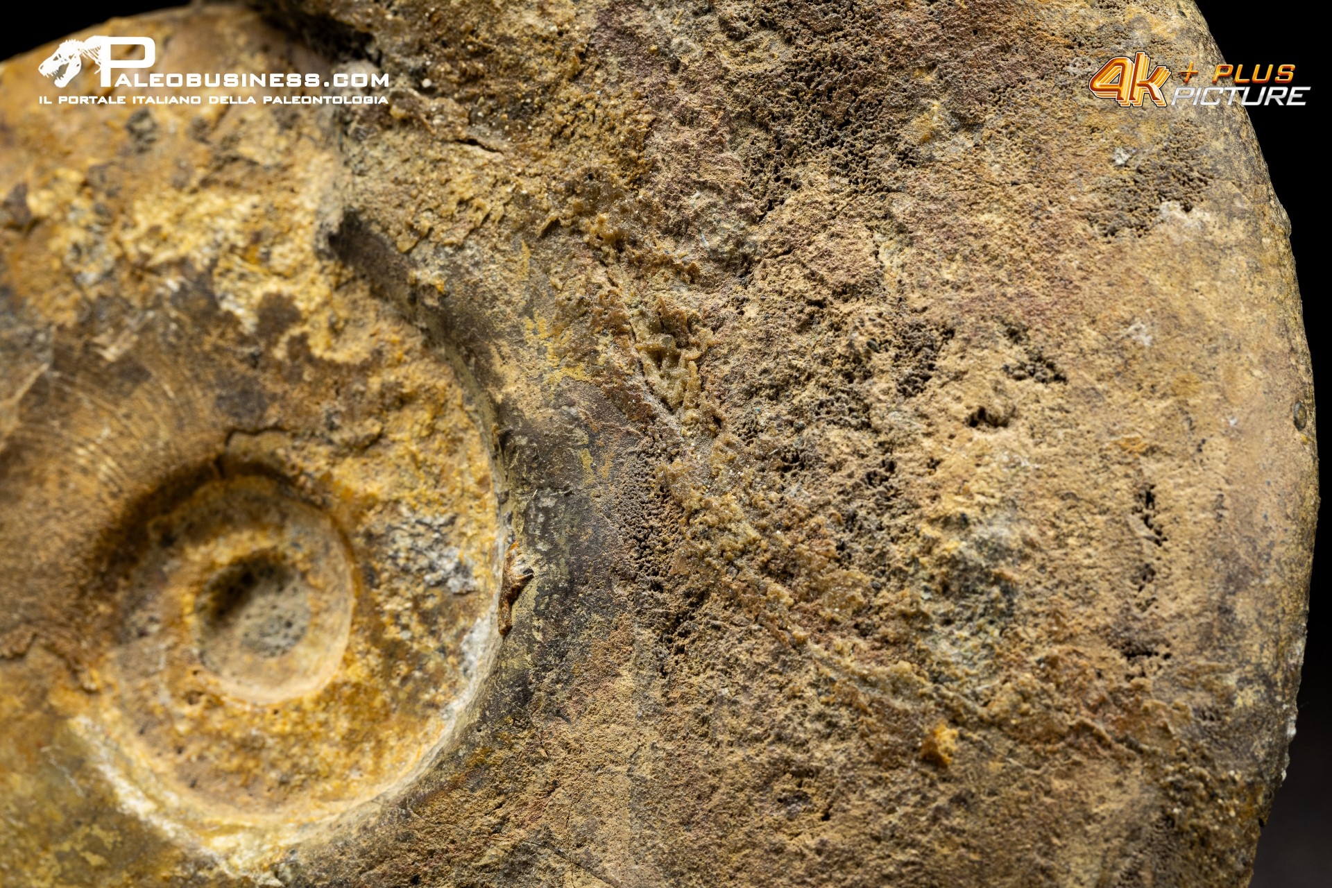 Ammonite Leioceras sp.
