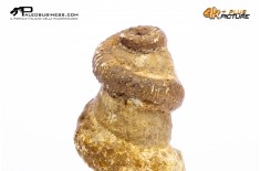 Ammonite Bostrychoceras sp.