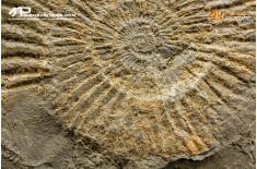 Ammonite Dactylioceras commune