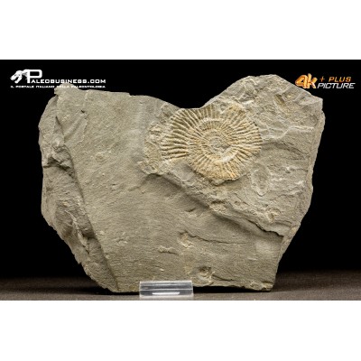 Ammonite Dactylioceras commune