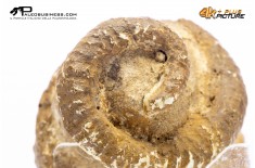 Ammonite Bostrychoceras sp.