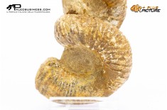Ammonite Bostrychoceras sp.
