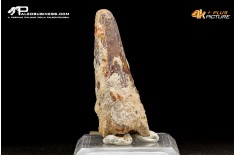 Dente di Spinosaurus Aegyptiacus