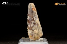 Dente di Spinosaurus Aegyptiacus