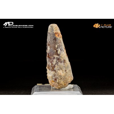 Dente di Spinosaurus Aegyptiacus