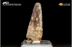 Dente di Spinosaurus Aegyptiacus