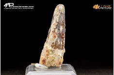 Dente di Spinosaurus Aegyptiacus