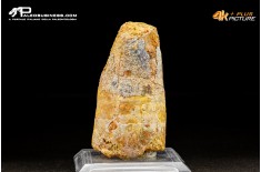 Dente di Spinosaurus Aegyptiacus