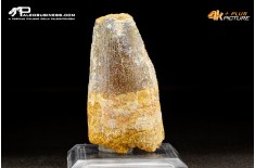 Dente di Spinosaurus Aegyptiacus