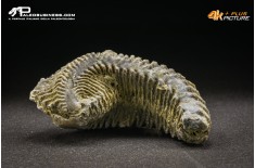 Rastellum Carinatum