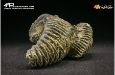 Rastellum Carinatum