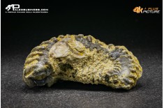 Rastellum Carinatum