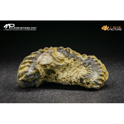 Rastellum Carinatum