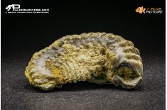 Rastellum Carinatum