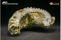 Rastellum Carinatum