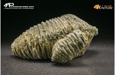 Rastellum Carinatum