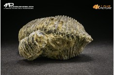 Rastellum Carinatum