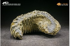 Rastellum Carinatum