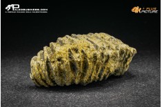 Rastellum Carinatum