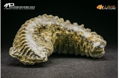 Rastellum Carinatum