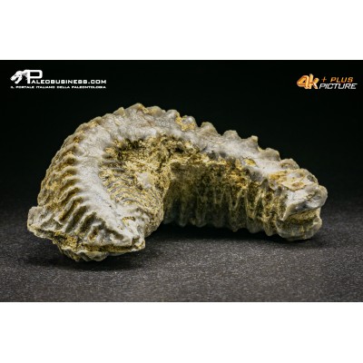 Rastellum Carinatum